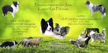 9a6e831017f1690b585a132b038c29f0_426