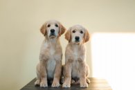 9a6f09cd9e32108aa78f972e5efd223b_195