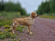 9aa687f8963c7174ce64b048f55ac47c_184x138_fill