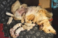 9b8fb4cc9506407ea267e13e72afcc88_195