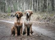 9c07f937f443ea131c86f973d3e39e0c_185