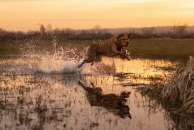 9c526eb15bc4fa00ab56c88caedf2044_194