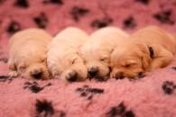 9c8d46261ba90a1d72992b9ac3e23075_195x130_fill