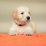 9d35637369792a28a1ca24a14e121800_160x160_fill