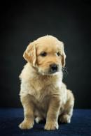 9d9468cfad41ae4ac9f964b16071f809_130x195