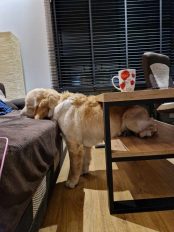 9dec12eeb675e4d243a2628af27776cb_174x232_fill