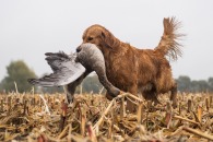 9eca5f90827c67d9d4f950401ab26993_195