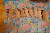 9ed5a288a9da9ee88caac74cf9662a61_196