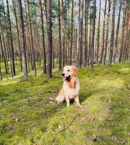 a03be6eaeb54cdb1a8432b5092655039_190x211