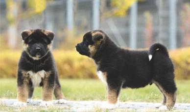 a0df51a0a53a0f6e9c5a657d70b575fb_388