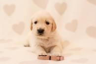 a1d9059f3549ae810318f1490cd1c693_195x130_fill