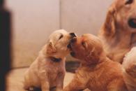 a1f73a1fd57fbab5e83440e25bf7185d_195x130_fill