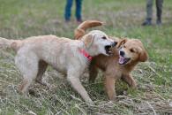 a2d58e51552c655df37793d0b45c158a_195