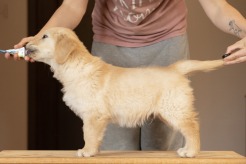 a3123bdb86d4d09a3ce01b8f0ae32ed8_246