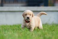 a3199cc7b50a2c97aa8951bb26cd1e2d_195x130_fill