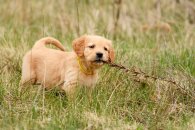 a3fa7fcb1f339f1ac547fdf3678582c5_195x130_fill