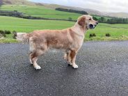 a40e95e4e6efec451e0589f0a526739f_184x138_fill