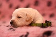 a47f826ce2ee337a48f1b176344f5535_195x130_fill