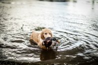 a483307b8c92075b6390278f83f7ff00_195