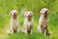 a50ee7cb5921cb8a2c8c36c036ebbd51_195