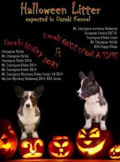 a591311225d5100fa1e6ca0fbf51a2ff_172x233