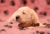 a5cae35584ad898c63780bdcf530d43d_194