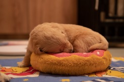 a626abd6b7797da1e1b28a26227b2230_246