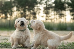 a65ee8c5156e78e22c3a339684eddd62_246