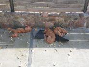 a6642a145b8536e605b73c8b2eeb1deb_184x138_fill