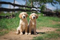 a6cf2674e192e320b48535b8844b52c6_194