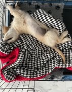 a6f01fc9c2d436fb0b6de6493e4a071c_142x181