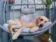 a705b1642101d8cb87566c271dc7b1a1_184x138_fill