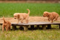 a712f66935b642c09b06a3ab0ab18acd_195x130_fill