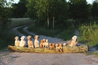 a824b10398200d6967339f68321bc4bc_195