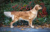 a904453fec8f9e0cdf5d0ee347672ef5_201