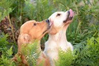 a917945b23f95602285e5f71729025a9_195