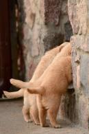 a923be5daf8c073ab8d19c47abc38007_130x195_fill