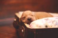 a926d123fe892db5b0f84c58fbb08211_195x130_fill