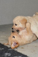 a950cbda9b5d7b2bb58549a0dc6260cd_130x195