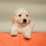 a96f3c6ff126d6800ffbf05d06658070_160x160_fill