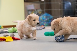 a9c84e1662113aa24da23f2e6a073b50_246