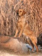 aaf43c60e1cbd3bcc50f016f26049efc_138x182