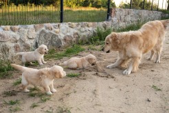 ab5b4223ffe2dbb2420803264102b56d_246