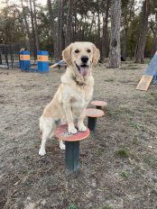 ac6182898744a5d292f3611de007c654_174x232_fill