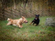 ac7a2eeda06b6b3937c01fb0f153116c_184