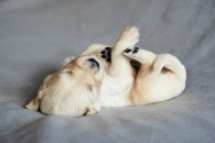 acca6f59ba752ea245398ca6d22f5fa6_195x130_fill