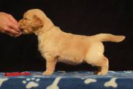 acfb5d8633f6336529ce93f4c3a0fcd5_194