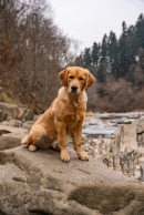 acff4ff118a91af03558365ba567e24f_130x194