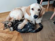 ad4b663ca0f1cd817d41836b6b26735e_184x138_fill