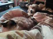 add1a6dded920c51bd2c9566bec91b8c_184x138_fill